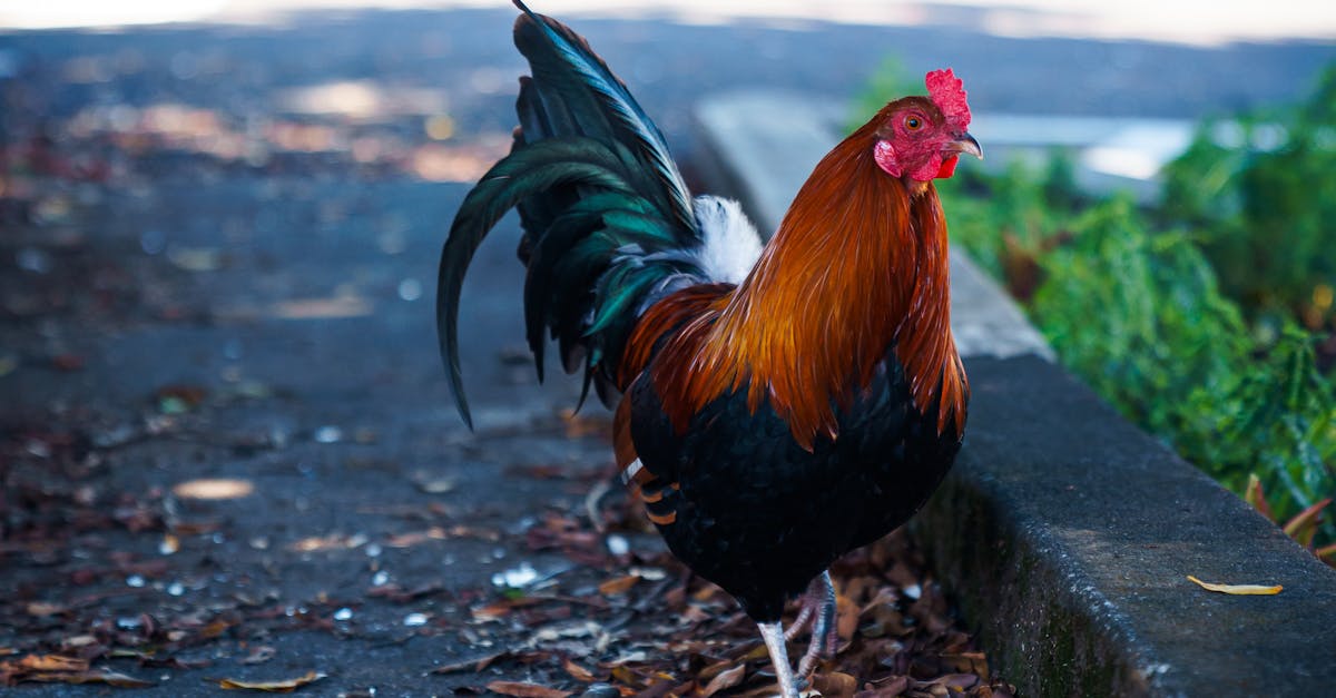 Photo by Spencer Moore Vibrant rooster exploring street in Hilo, Hawaii, with cars in background on a sunny day.