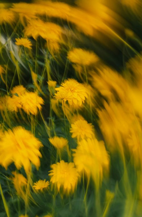 Free Blurred artistic capture of vibrant yellow wildflowers displaying dynamic motion in natural setting. Stock Photo
