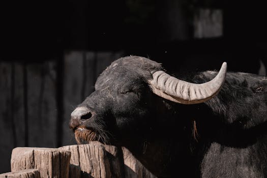 A serene buffalo rests against a wooden post, highlighting its horn and textured fur in soft sunlight.