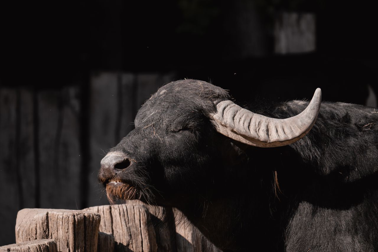 a serene buffalo rests against a wooden post highlighting its horn and