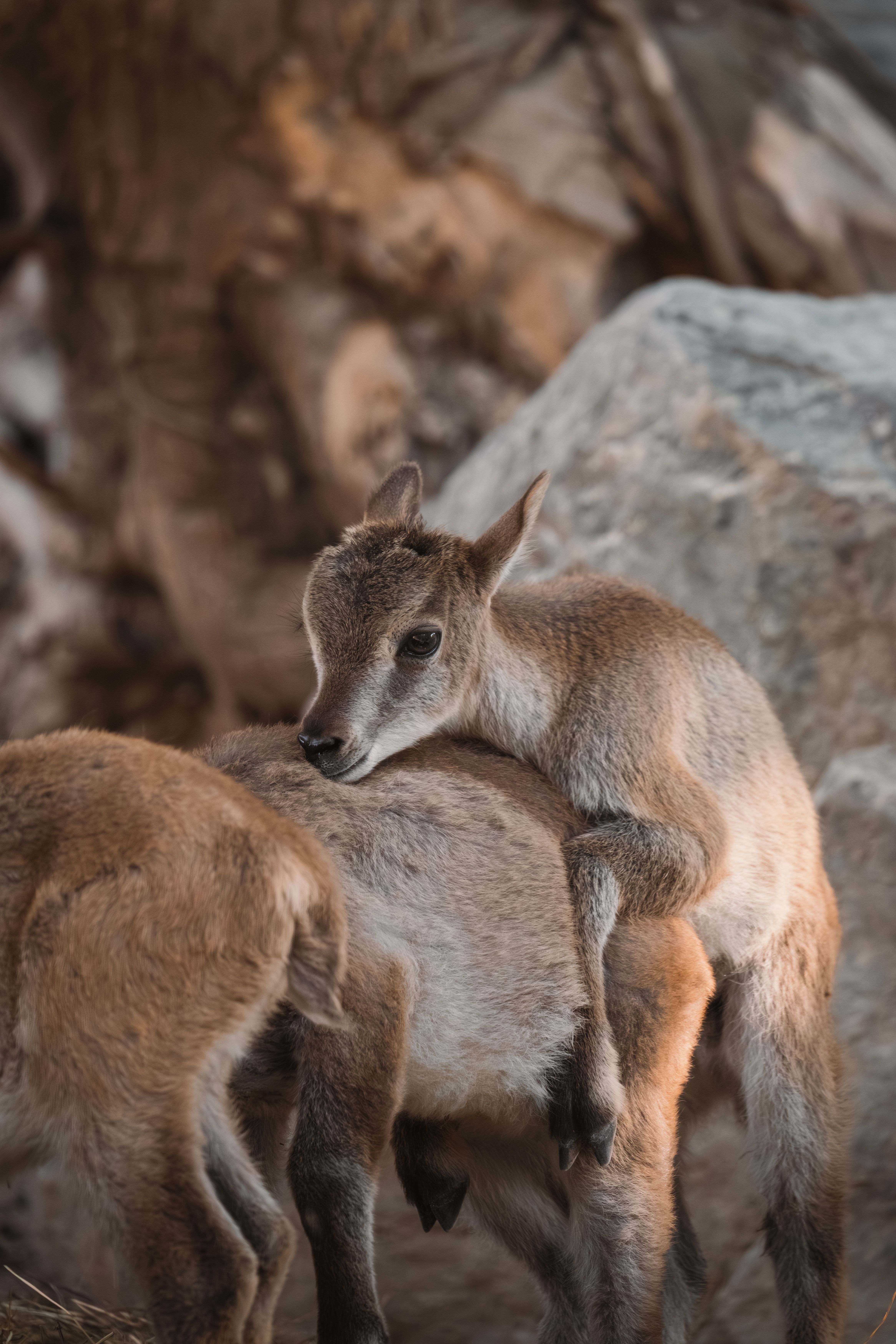 A cute baby mountain goat resting on its mother's back in a rocky outdoor setting.