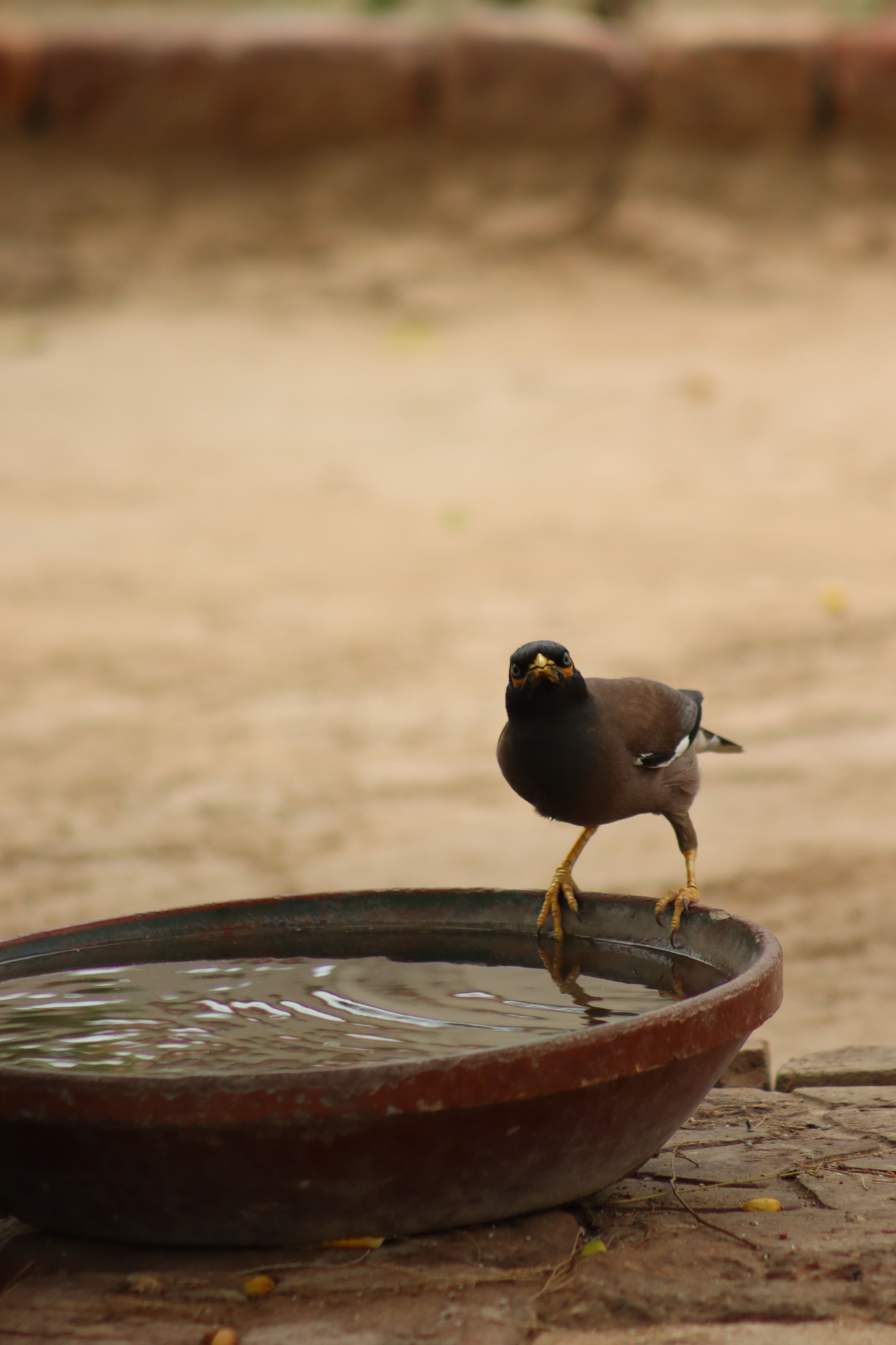 A Common Myna bird stands at an outdoor bird bath in a natural setting.