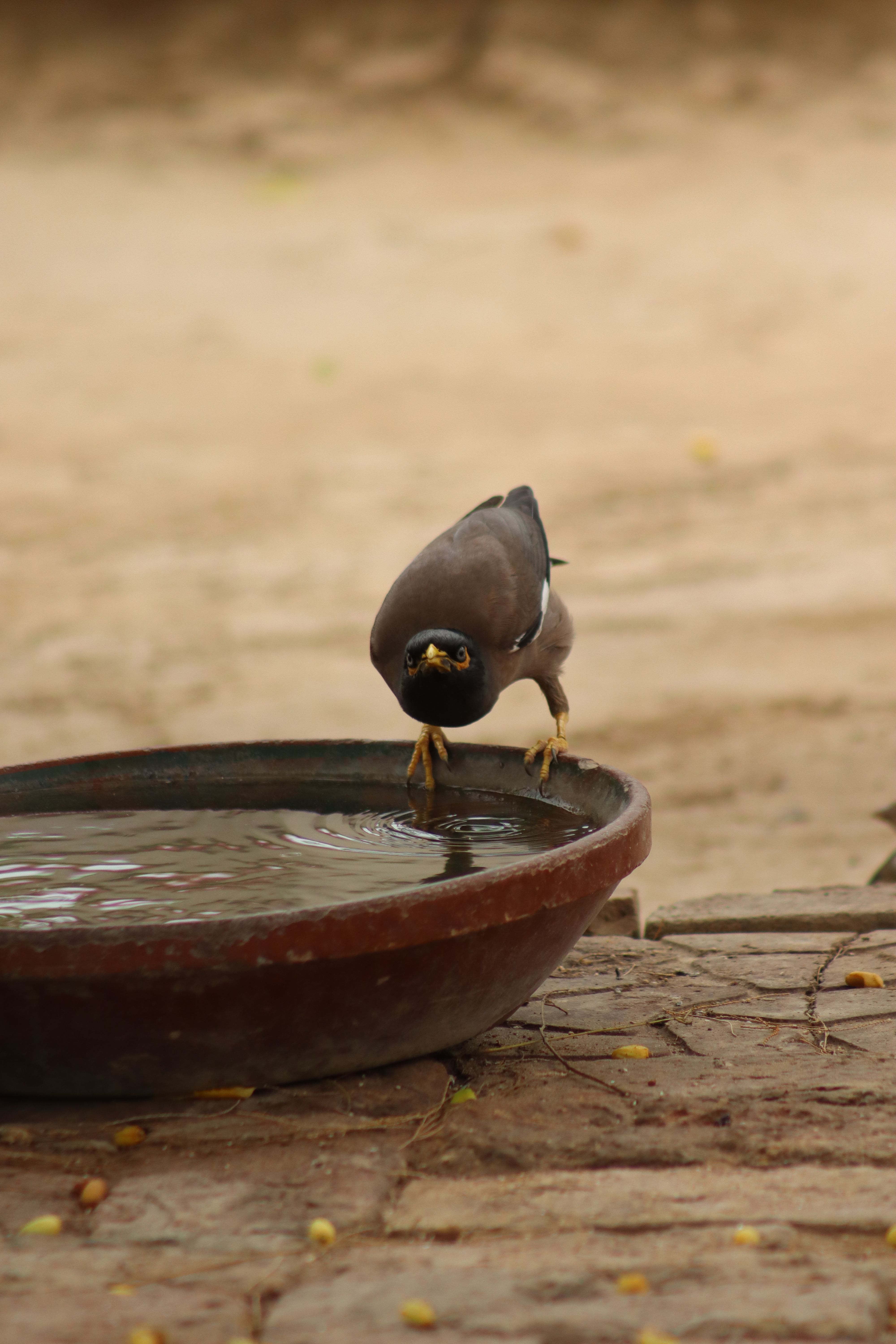 A close-up of a common mynah bird drinking water from a bowl on a sunny day.