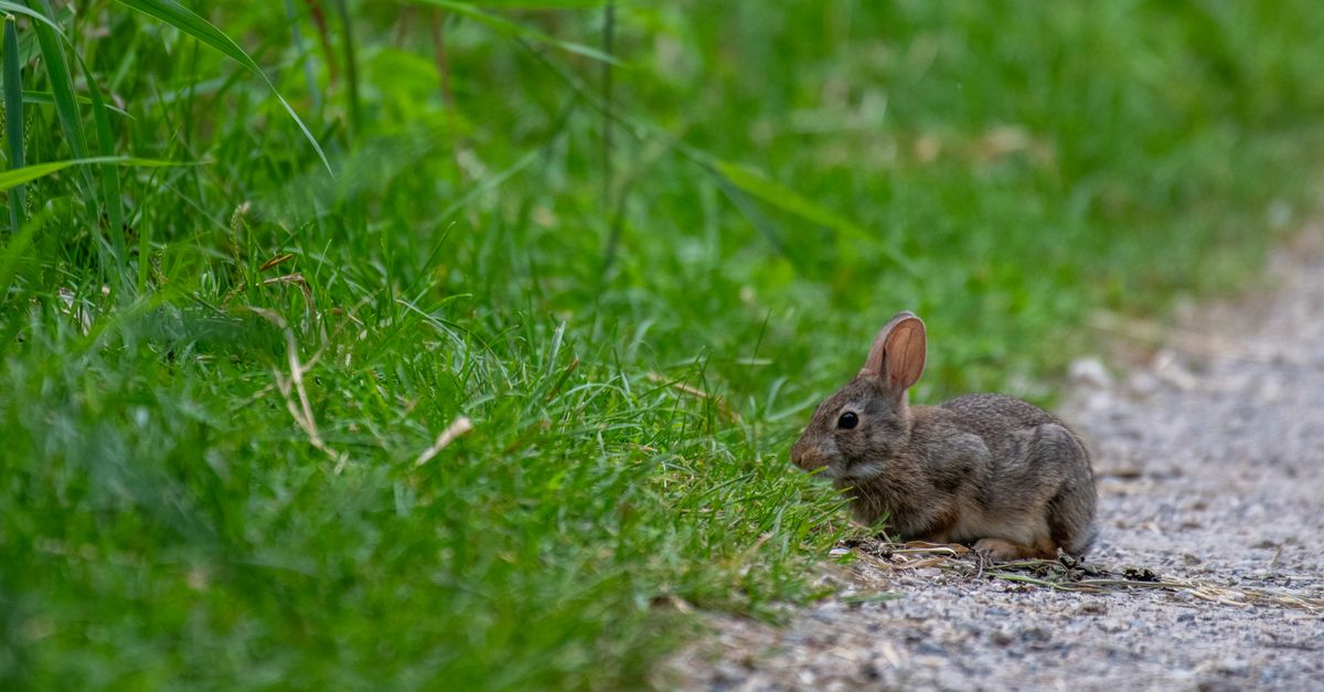 A wild rabbit appears in a lush green grass area, enjoying the natural surroundings.