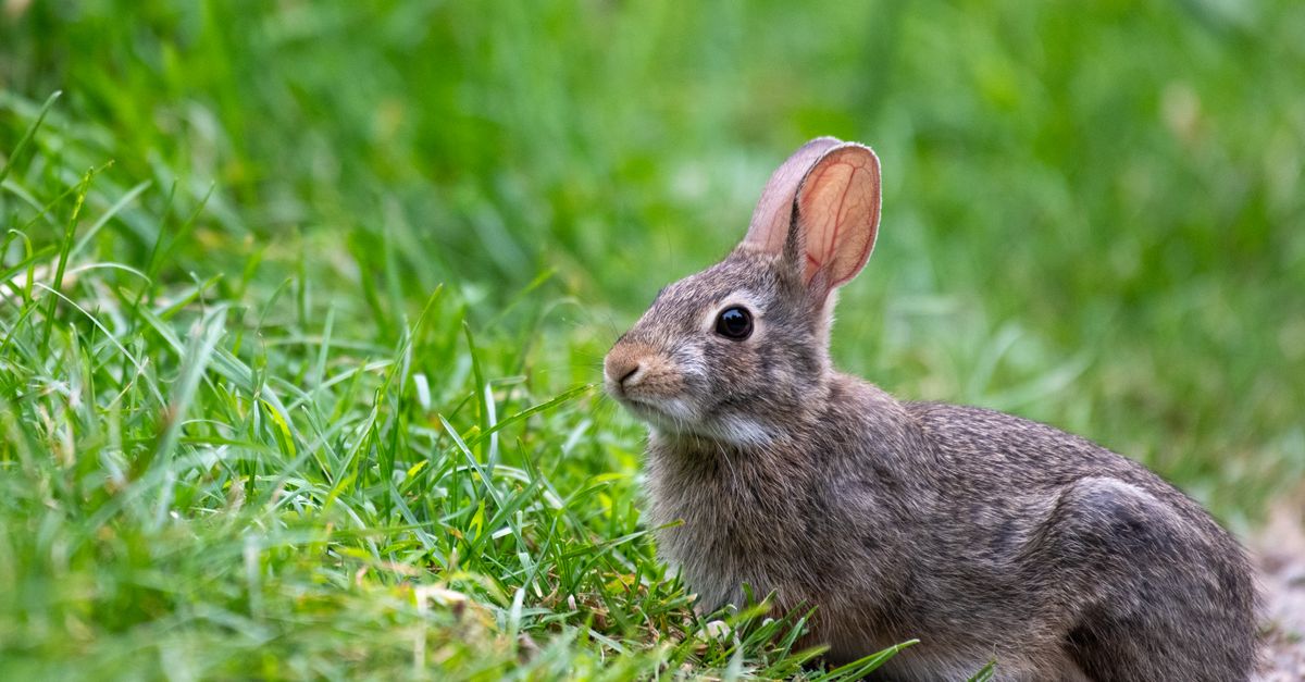 Real Life Like Remote Rabbit Wild Rabbit in Natural Green Habitat · Free Stock Photo