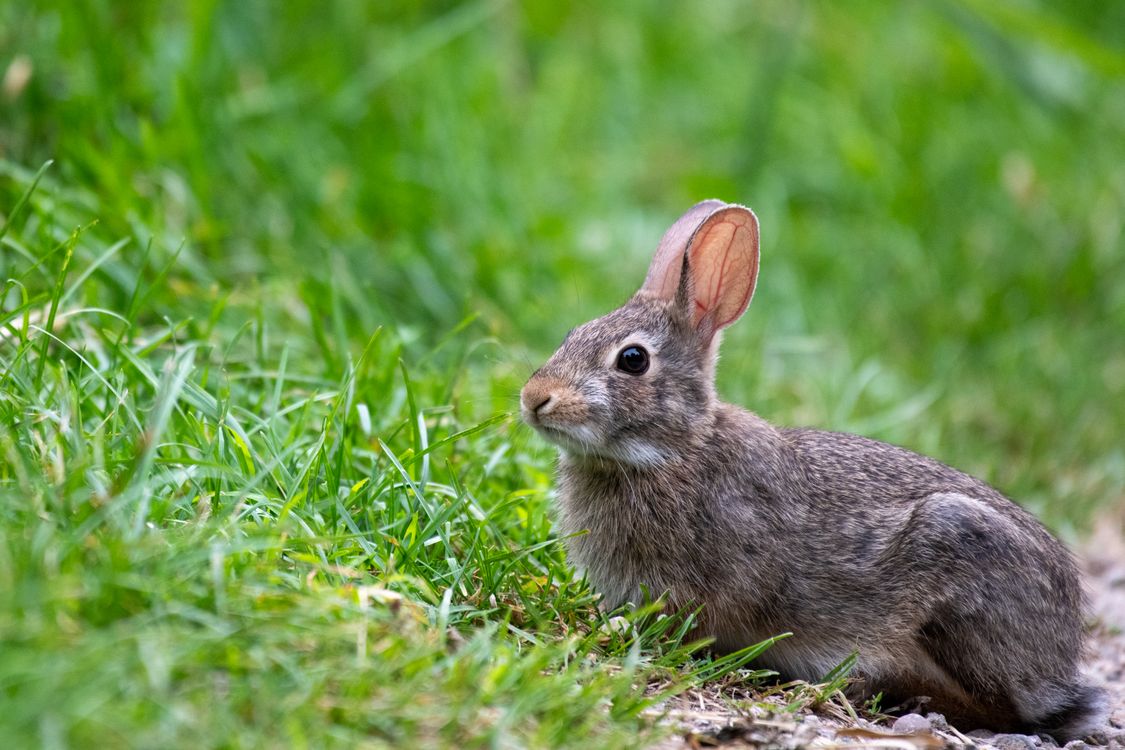 Natural Rabbit Wild Rabbit in Natural Green Habitat · Free Stock Photo