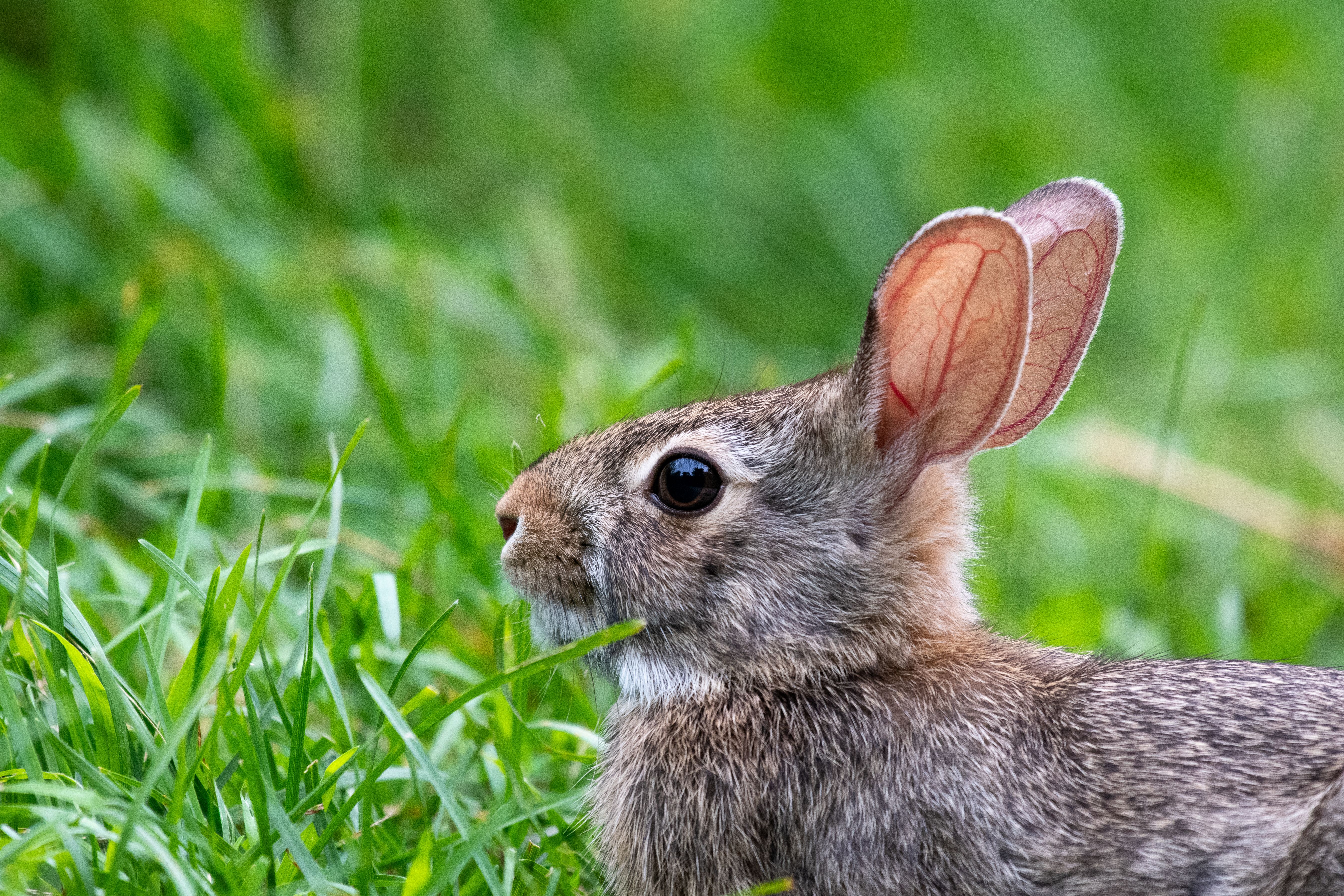 Close-Up of Eastern Cottontail Rabbit in Green Grass · Free Stock Photo