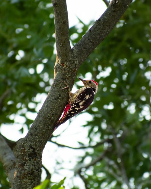 Free Close-up of a woodpecker perched on a tree in a vibrant green forest. Stock Photo