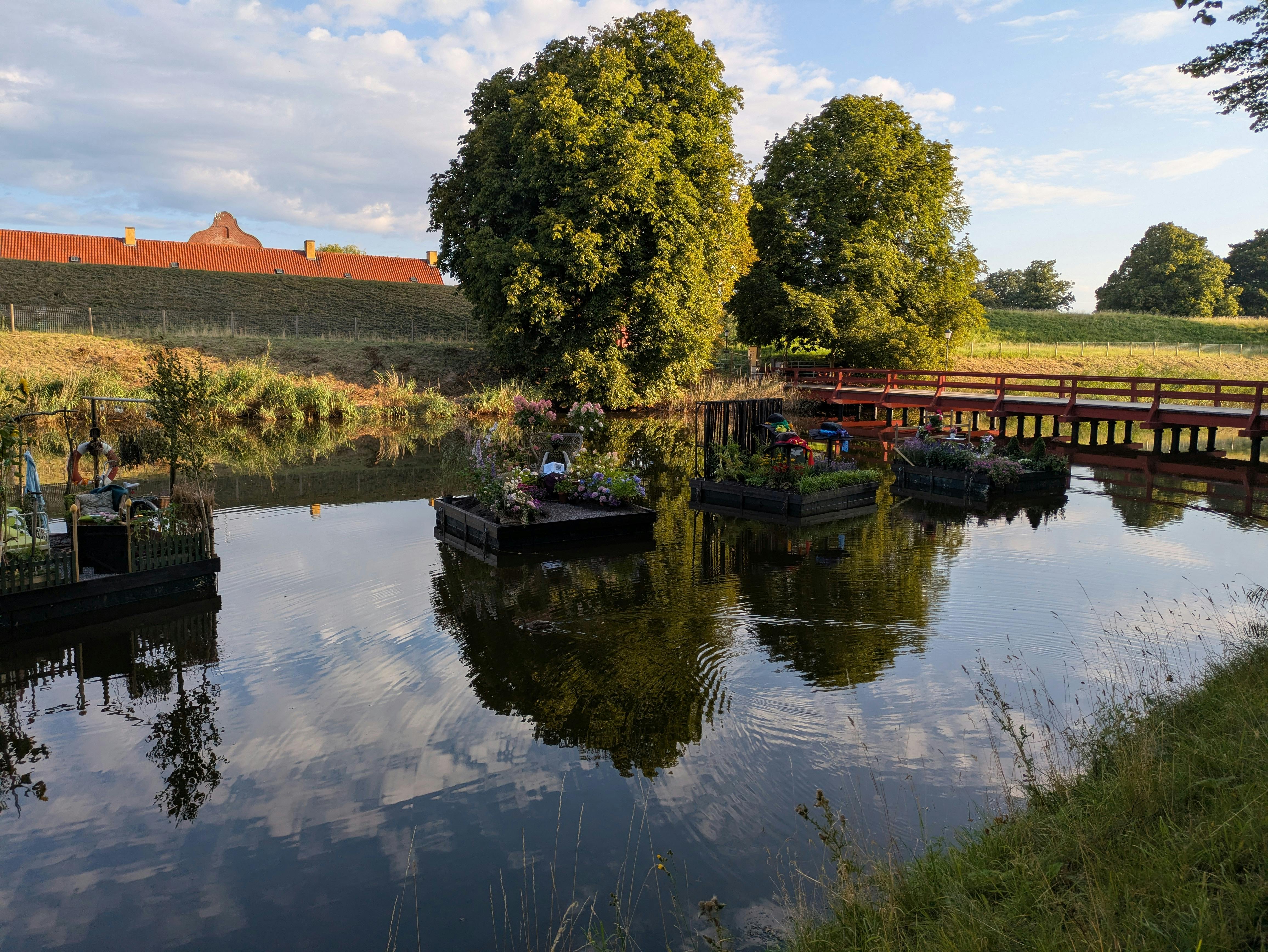 Peaceful pond with floating gardens and beautiful tree reflections at sunset.