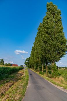 Scenic rural road lined with towering green trees under a clear blue sky.