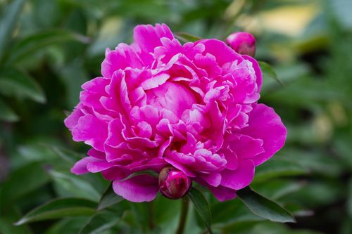 Free A close-up of a vibrant pink peony flower in full bloom surrounded by lush green leaves in a garden. Stock Photo