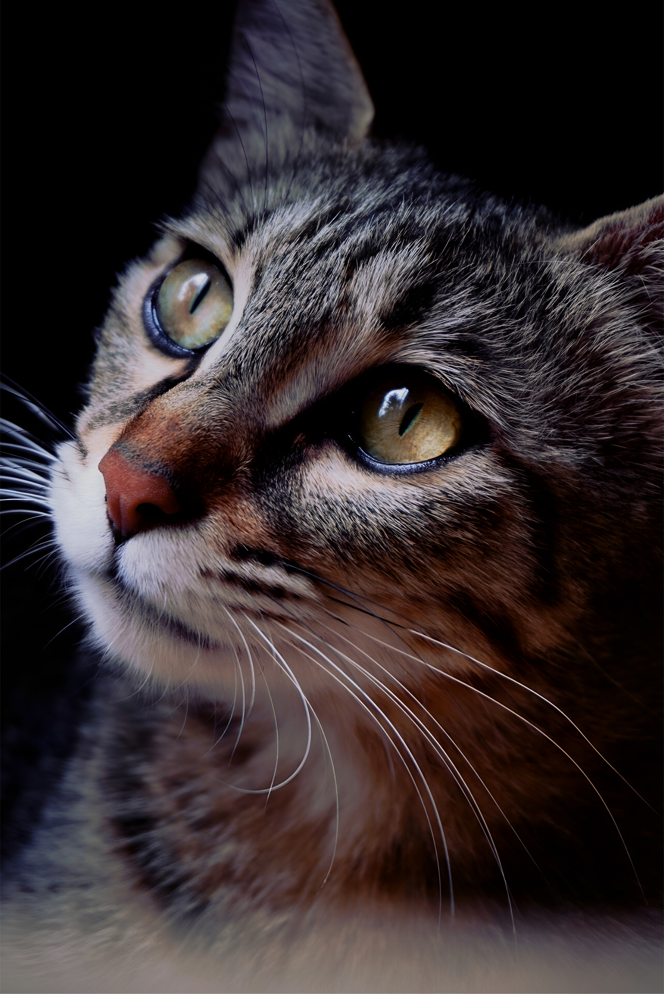 Close-Up Portrait of a Tabby Cat with Yellow Eyes · Free Stock Photo