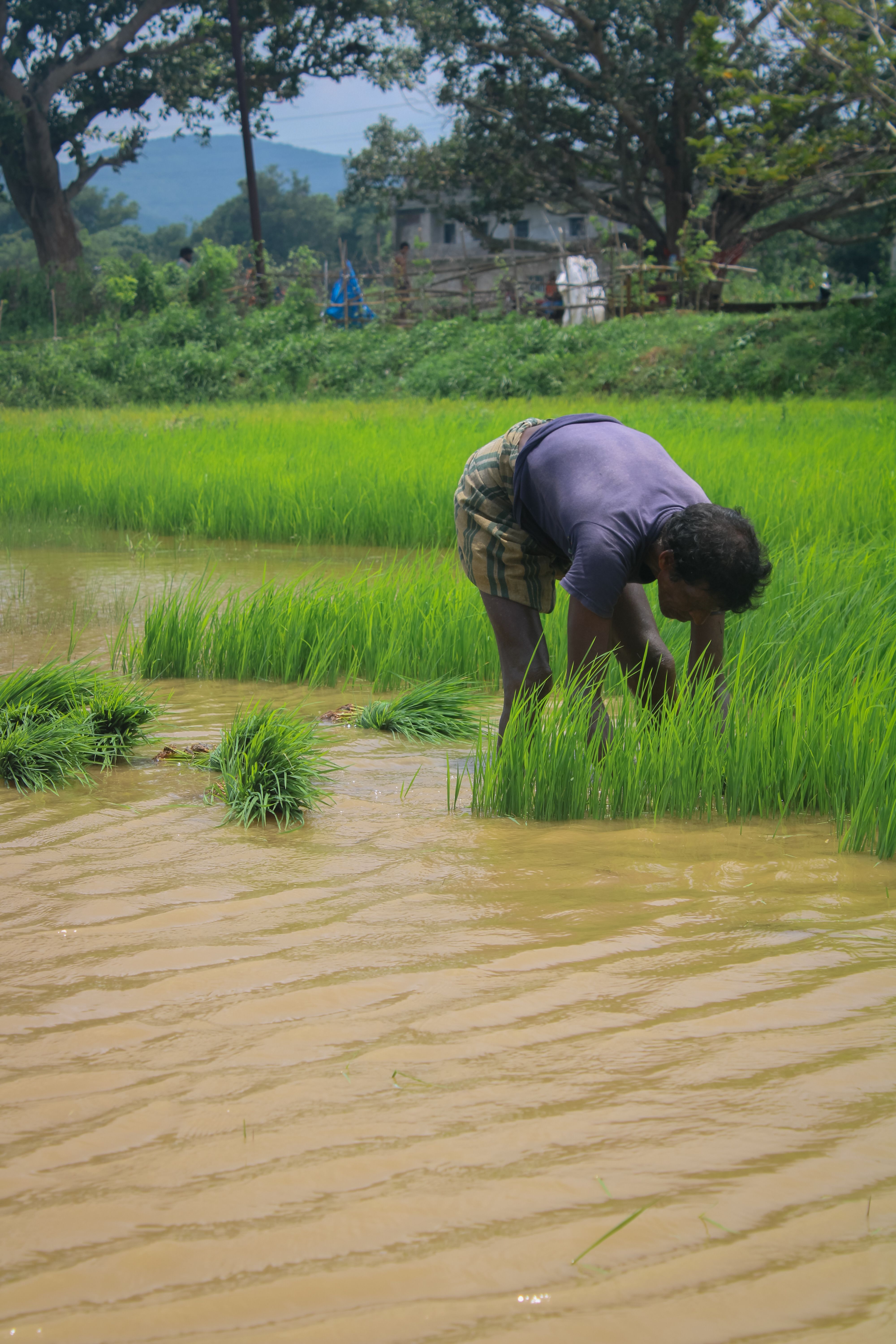Farmer Working in Lush Green Rice Field · Free Stock Photo
