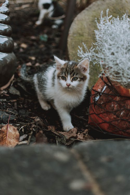 White and Grey Kitten