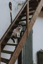 一只黑白相间的猫坐在户外木楼梯上，为景色增添了一抹乡村魅力