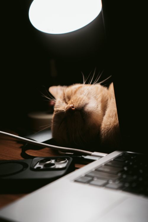 Free A cute cat peacefully sleeps near a laptop under a soft table lamp glow. Stock Photo