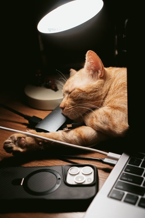 Free A charming orange cat sleeps beside a lit lamp on a wooden desk with tech devices. Stock Photo