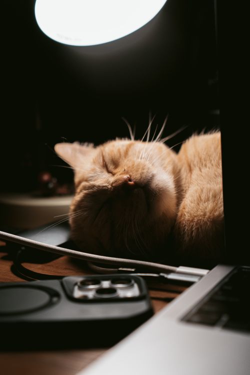 Free A ginger cat peacefully sleeping on a desk, highlighted by dramatic lighting, next to a laptop and gadgets. Stock Photo