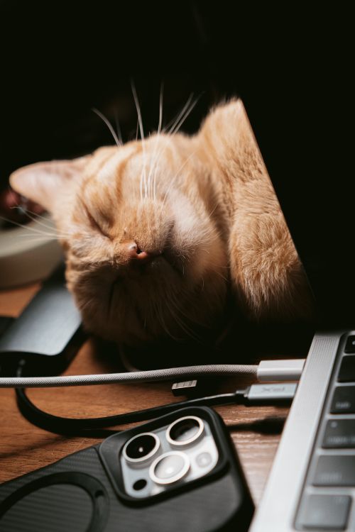 Free A ginger cat peacefully naps beside a laptop and smartphone, creating a warm and cozy scene. Stock Photo