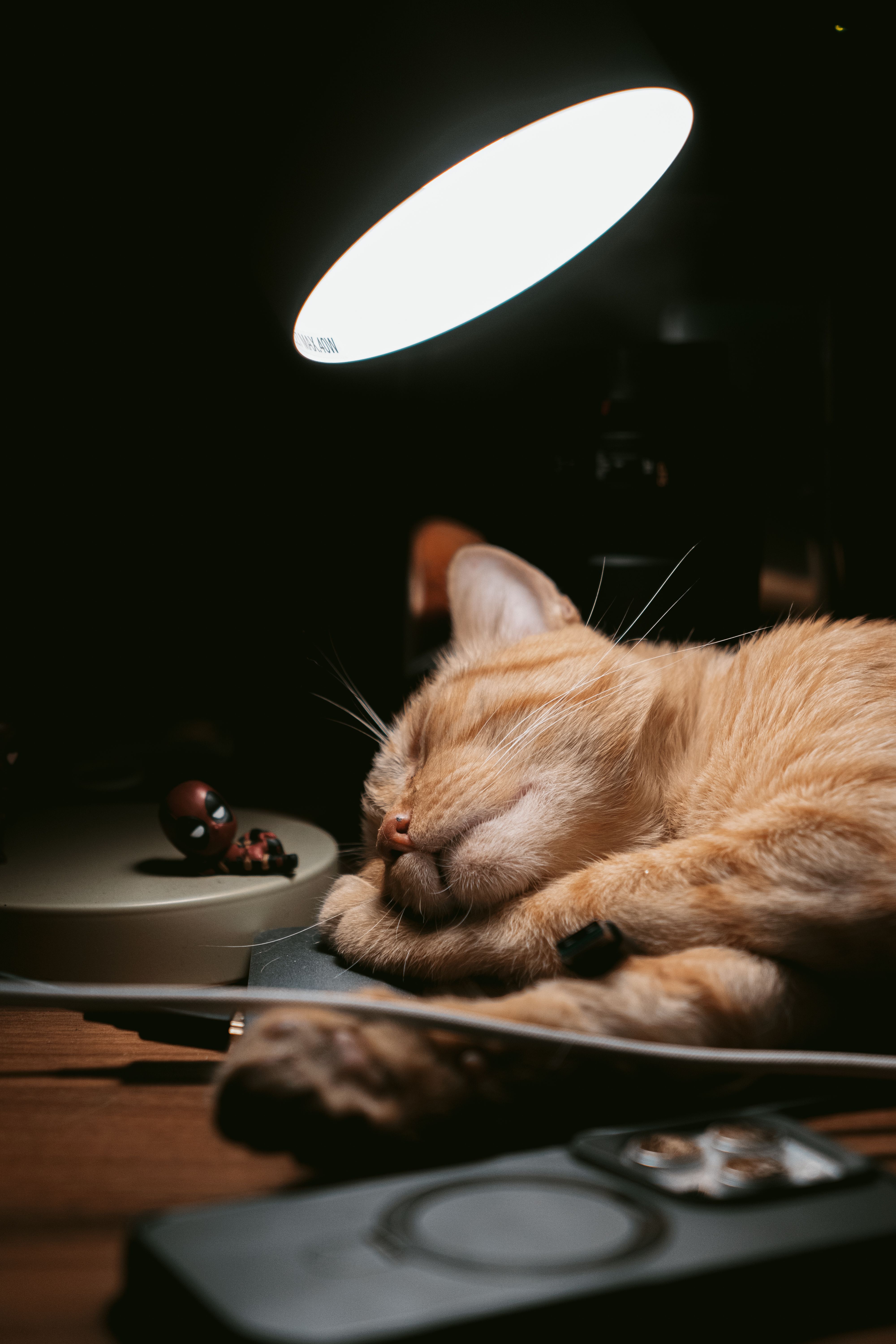 A serene cat sleeping under a table lamp, creating a cozy nighttime ambiance.