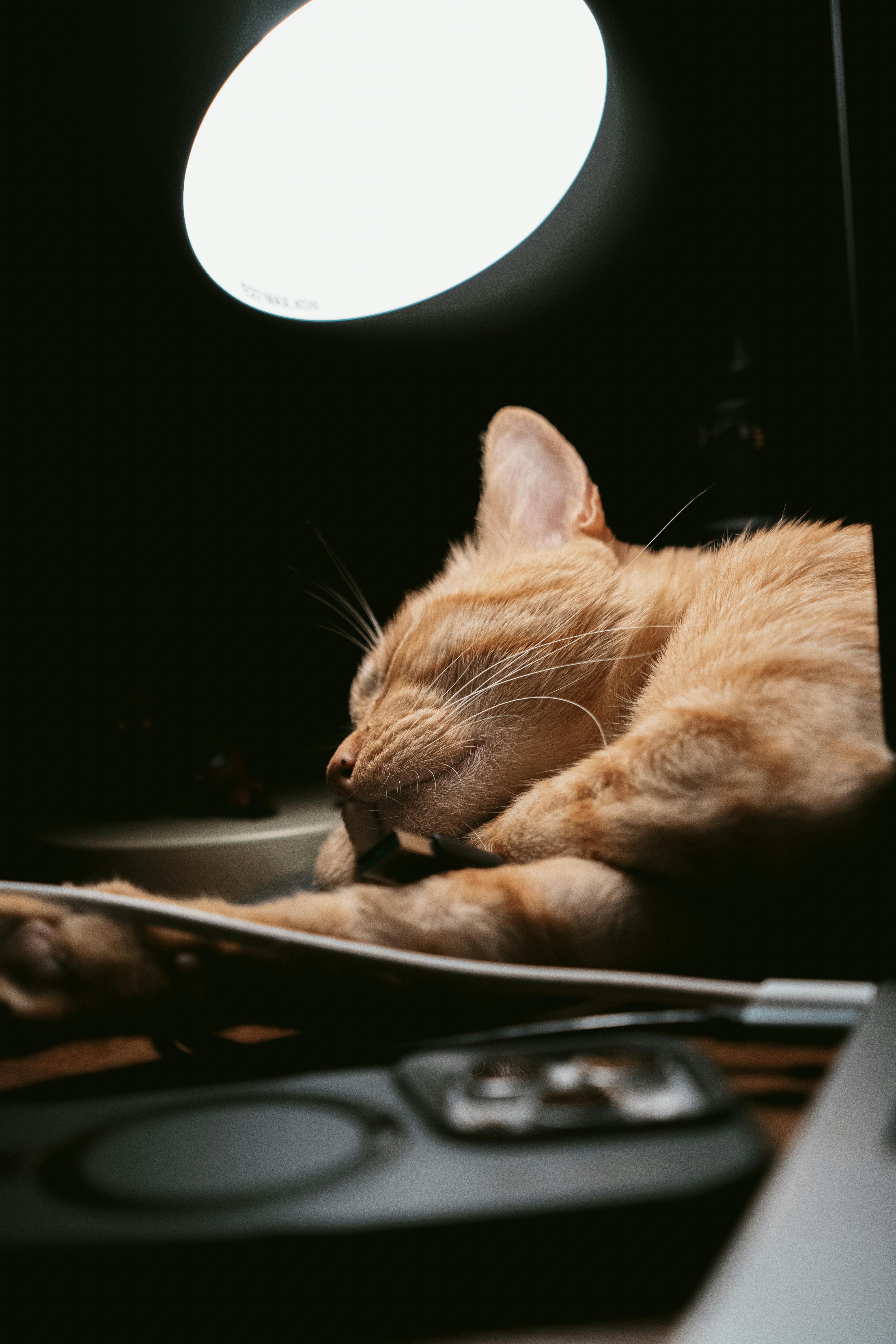 Gratis Adorable gato atigrado naranja durmiendo bajo una cálida lámpara de escritorio con una iluminación dramática. Foto de stock
