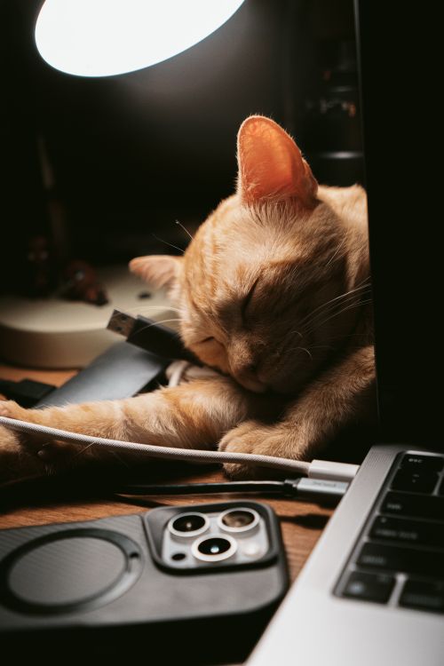 Free A ginger cat peacefully sleeps beside a laptop under warm light, creating a cozy workspace scene. Stock Photo