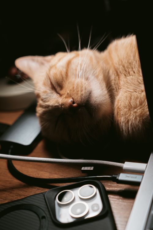 Free A ginger cat sleeps peacefully on a cluttered work desk, featuring tech gadgets nearby, under dramatic lighting. Stock Photo