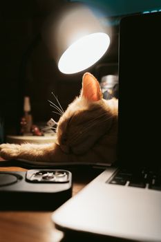Adorable cat sleeping beside a laptop under a table lamp, creating a warm and cozy scene.