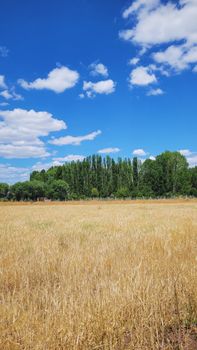 Sunny day in a vast golden field under a bright blue sky with fluffy clouds.