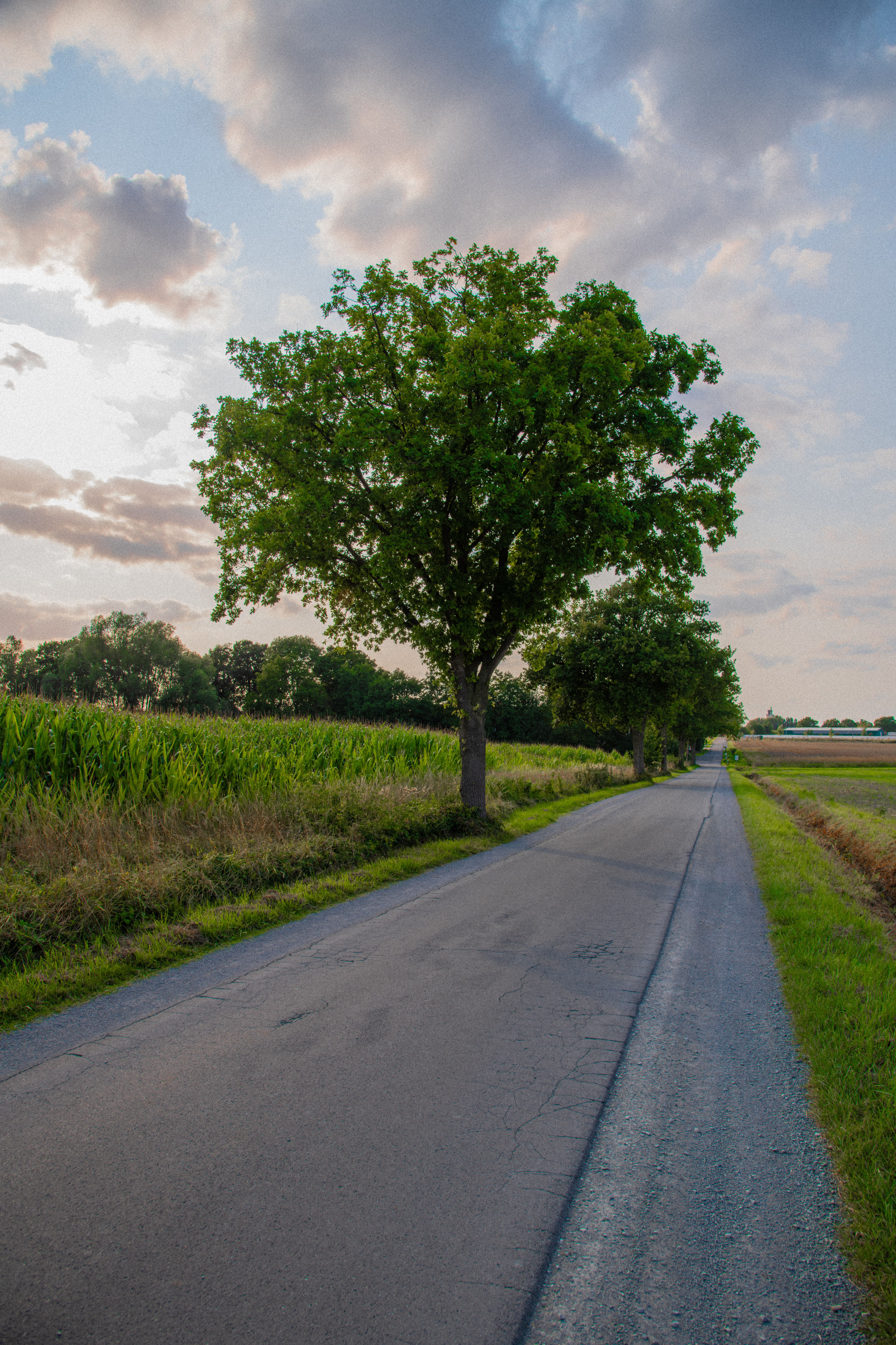 Scenic Country Road at Dusk with Trees · Free Stock Photo