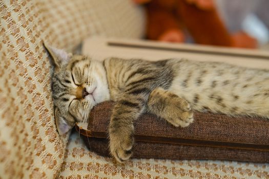 Adorable tabby kitten sleeping contentedly on a cozy patterned sofa cushion.
