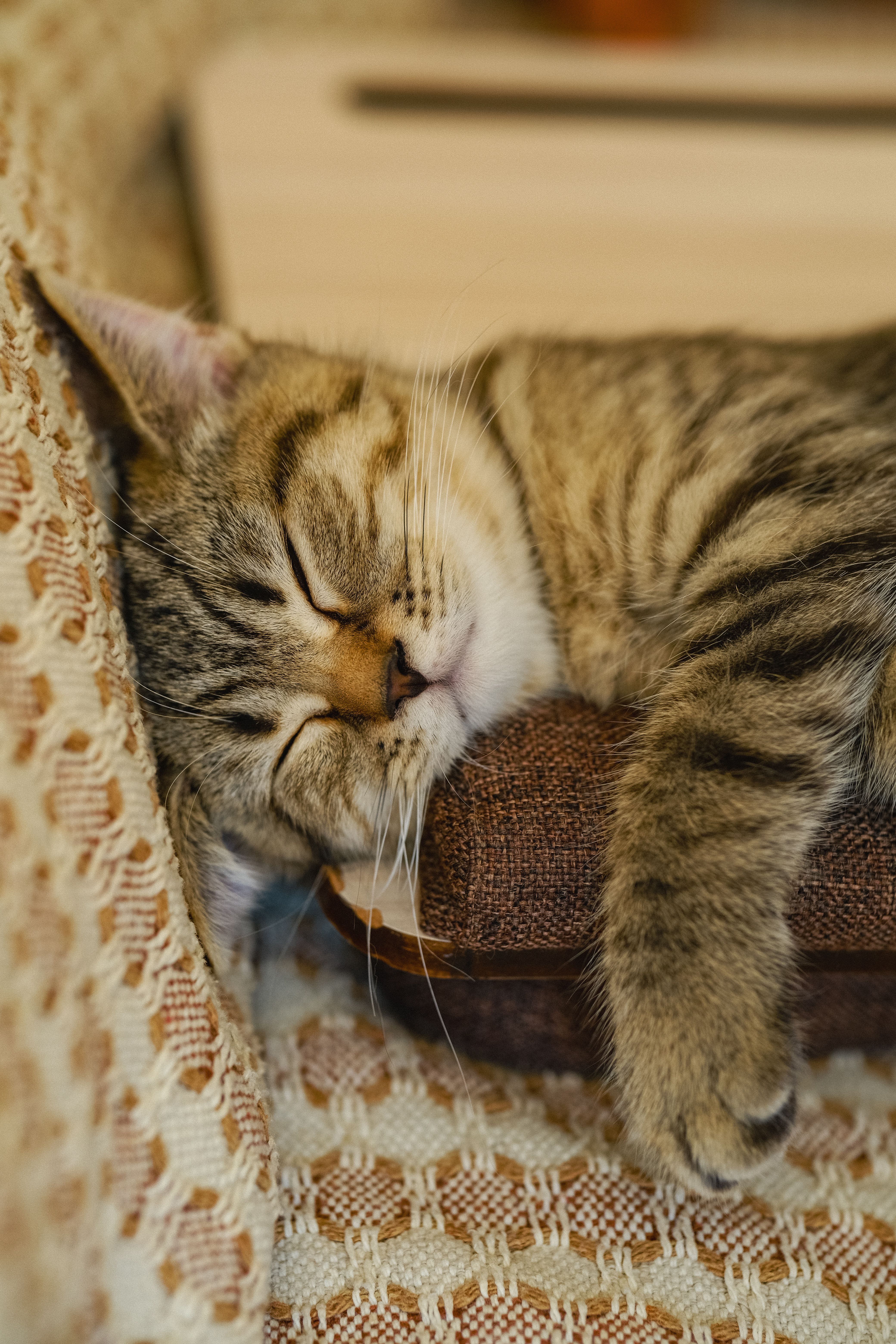 Close-up of a peaceful tabby cat sleeping on a cozy beige couch.