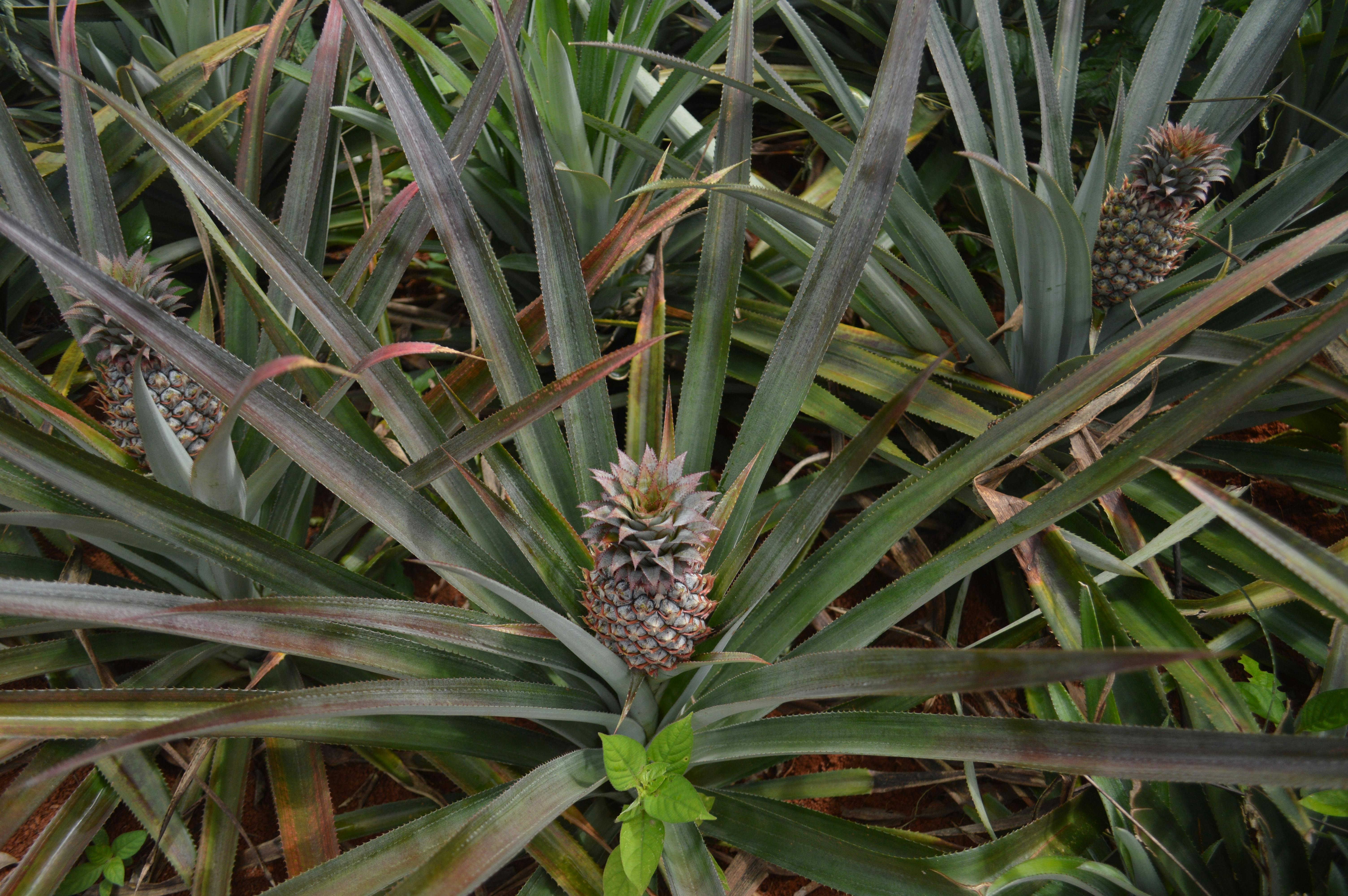 Cultivo Sostenible Frutales Tropicales: Microclimas Americanos