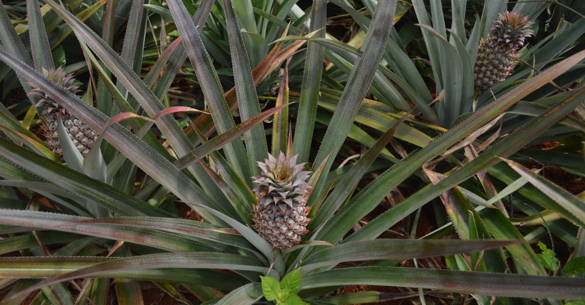 黃仁為推動台東鳳梨釋迦,農糧署聯手國防部促採購