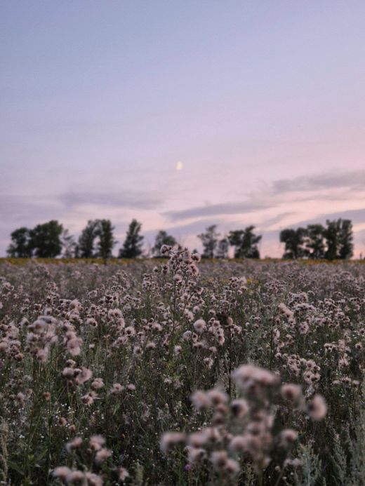 Field of wildflowers at twilight under a violet sky — Darya Grey_Owl on Pexels