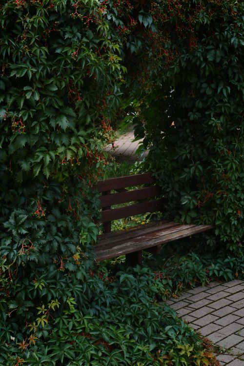 Free A cozy wooden bench enveloped by dense green foliage, set in a serene garden path. Stock Photo