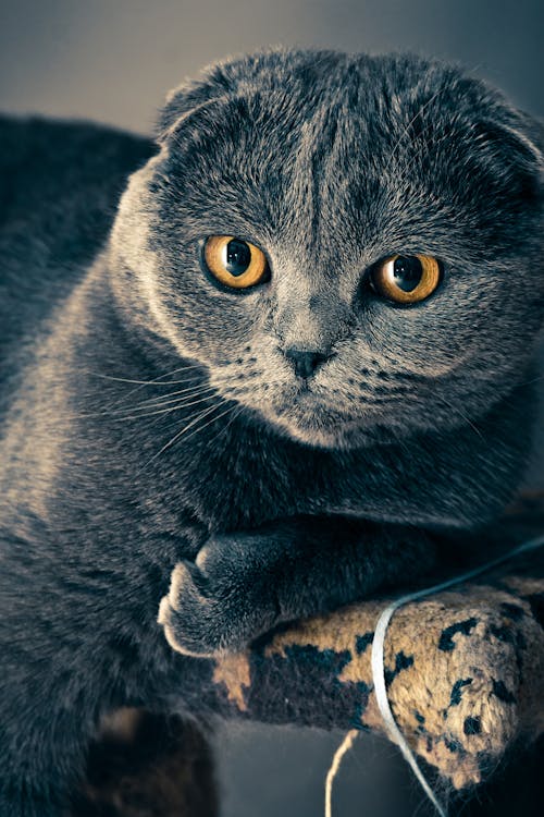 Kostenlos Schwarze, Kurz Beschichtete Katze Auf Dem Tisch Stock-Foto