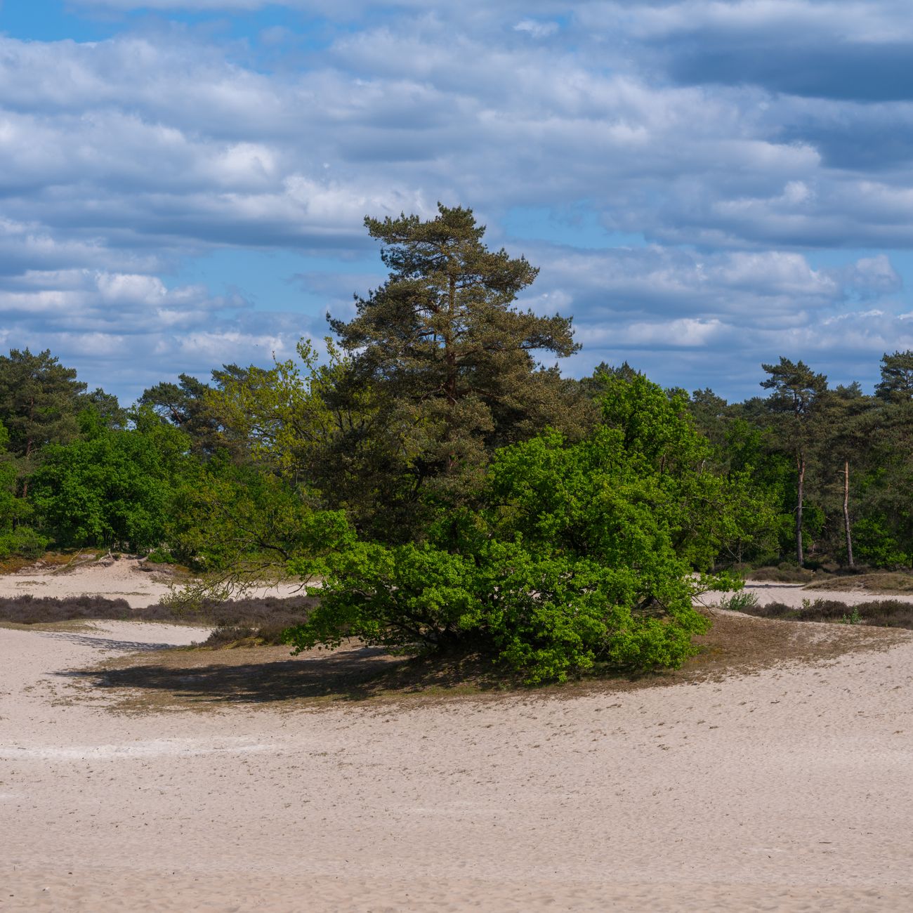 Ontdek de serene zandduinen en het weelderige groen van Soest, Utrecht, omringd door een kleurrijk plantenleven.