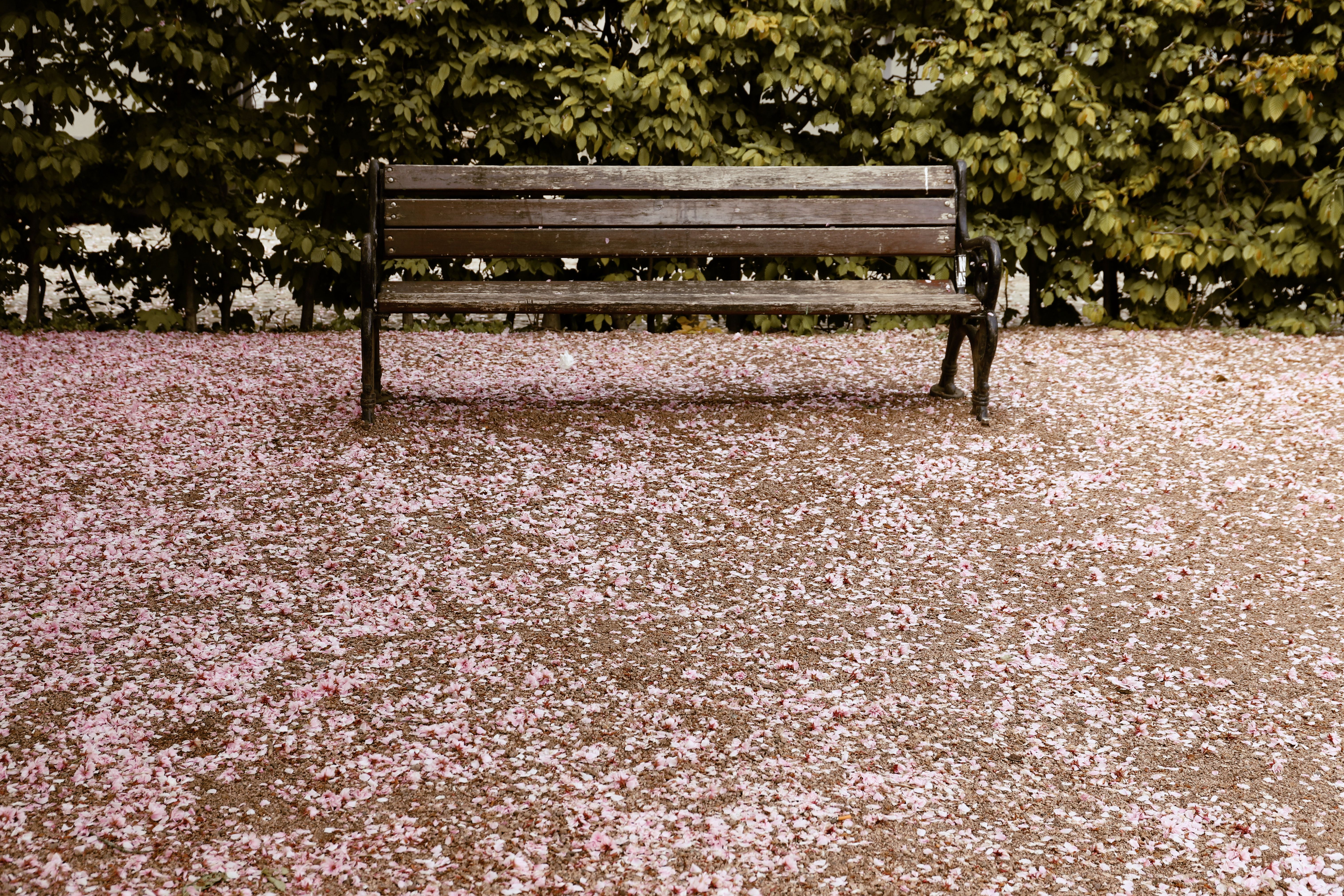 The ultimate outdoor workout: all you need is a park bench — Photo by Christina & Peter on Pexels