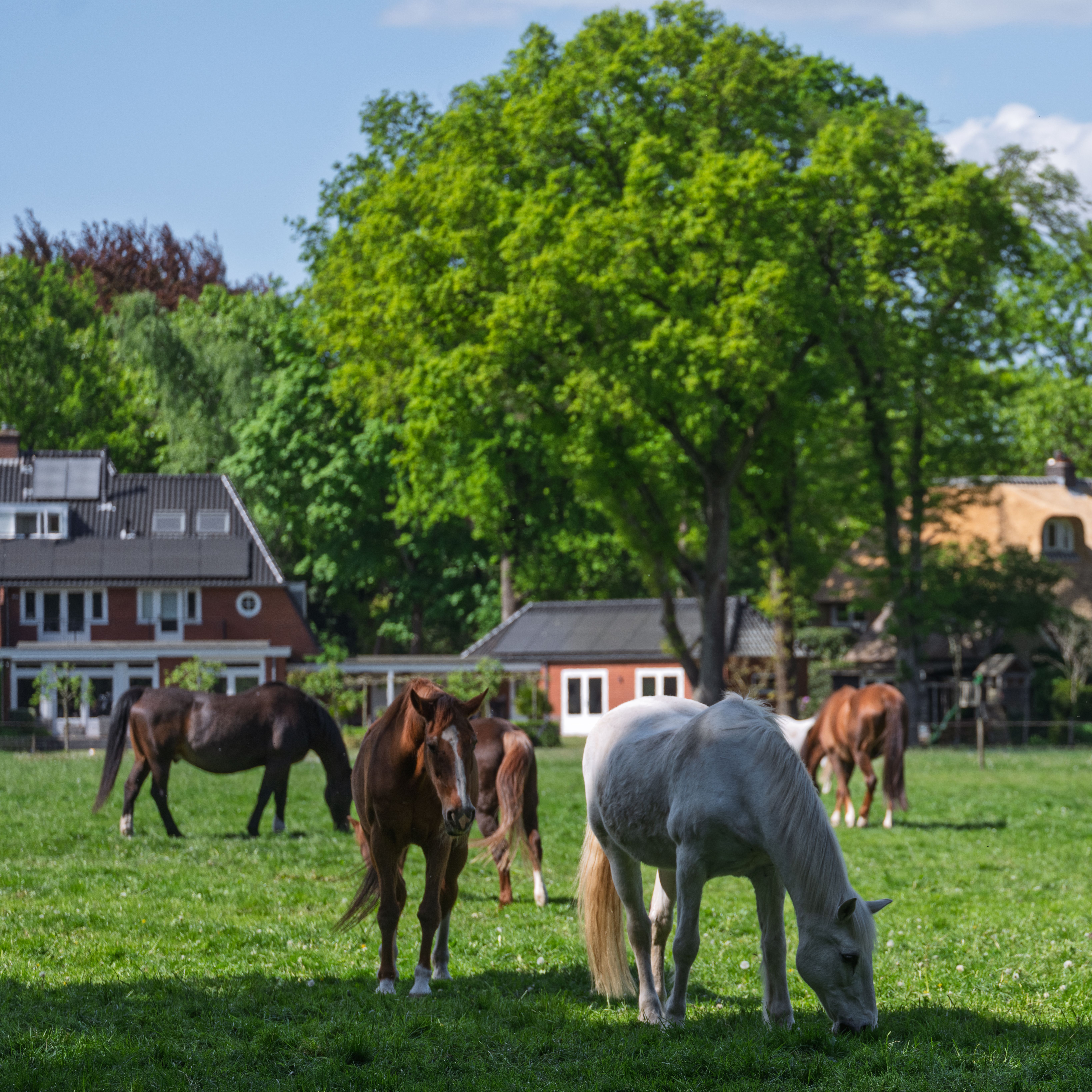 Peaceful Horses Grazing in a Lush Green Meadow · Free Stock Photo