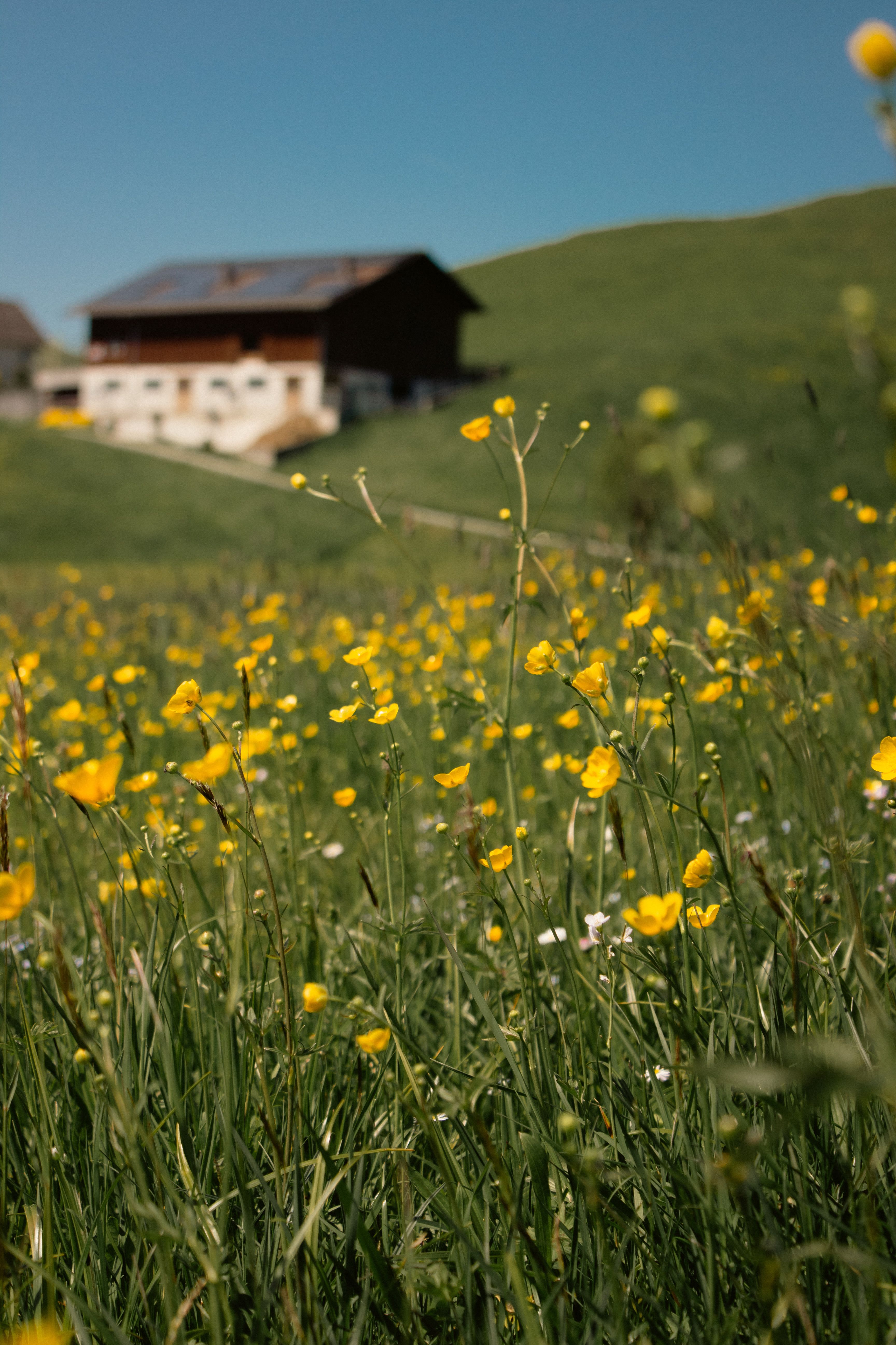 Tranquil Countryside Meadow with Rustic Barn · Free Stock Photo