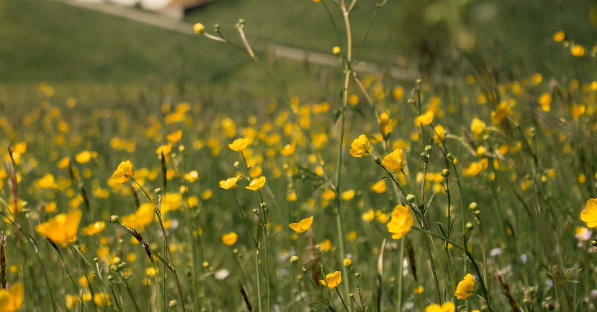 Rustic Ridge Meadow Tranquil Countryside Meadow with Rustic Barn · Free Stock Photo
