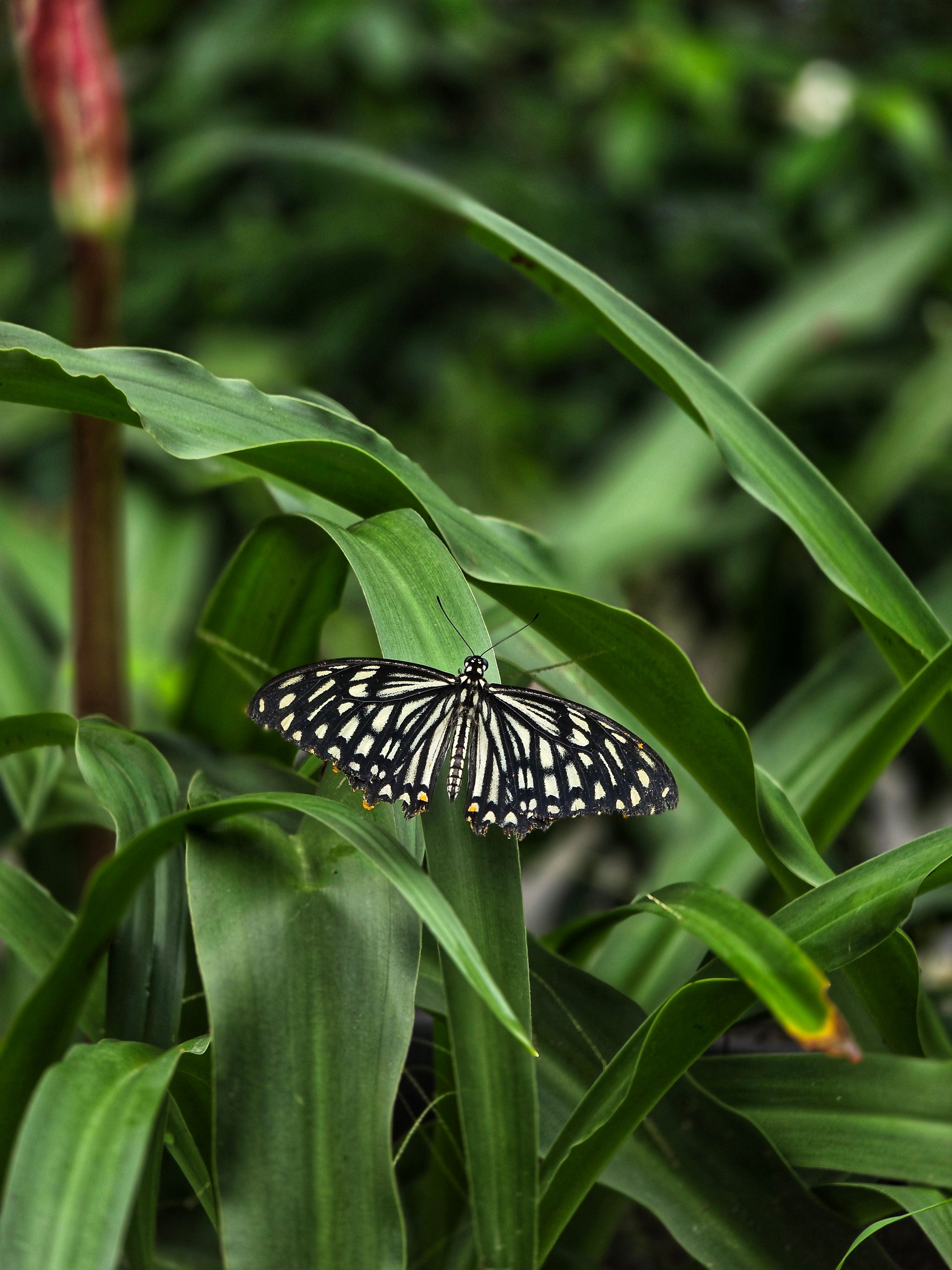 printable butterfly pictures to color – Image 2