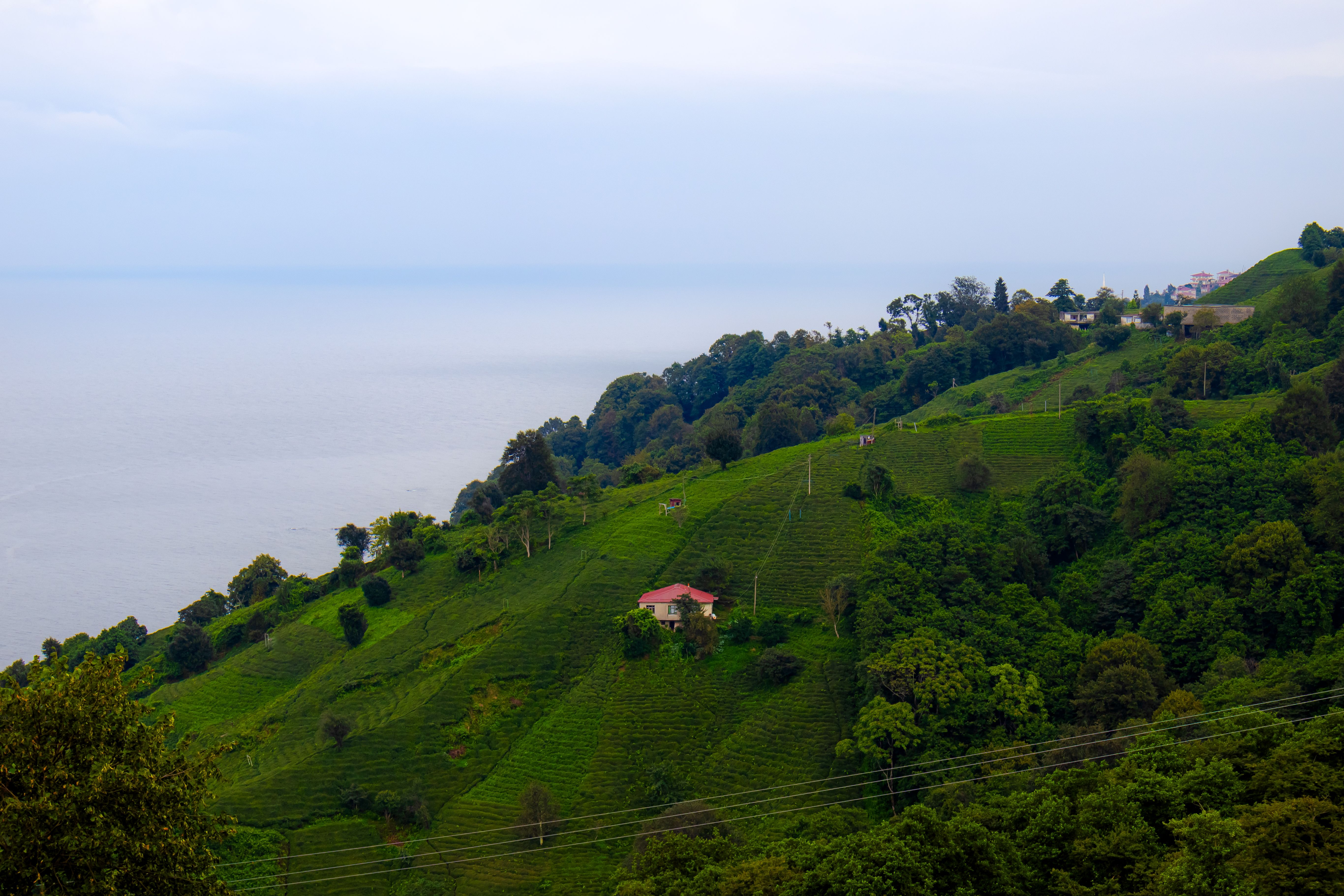 Scenic View of Rize Tea Plantations and Black Sea · Free Stock Photo