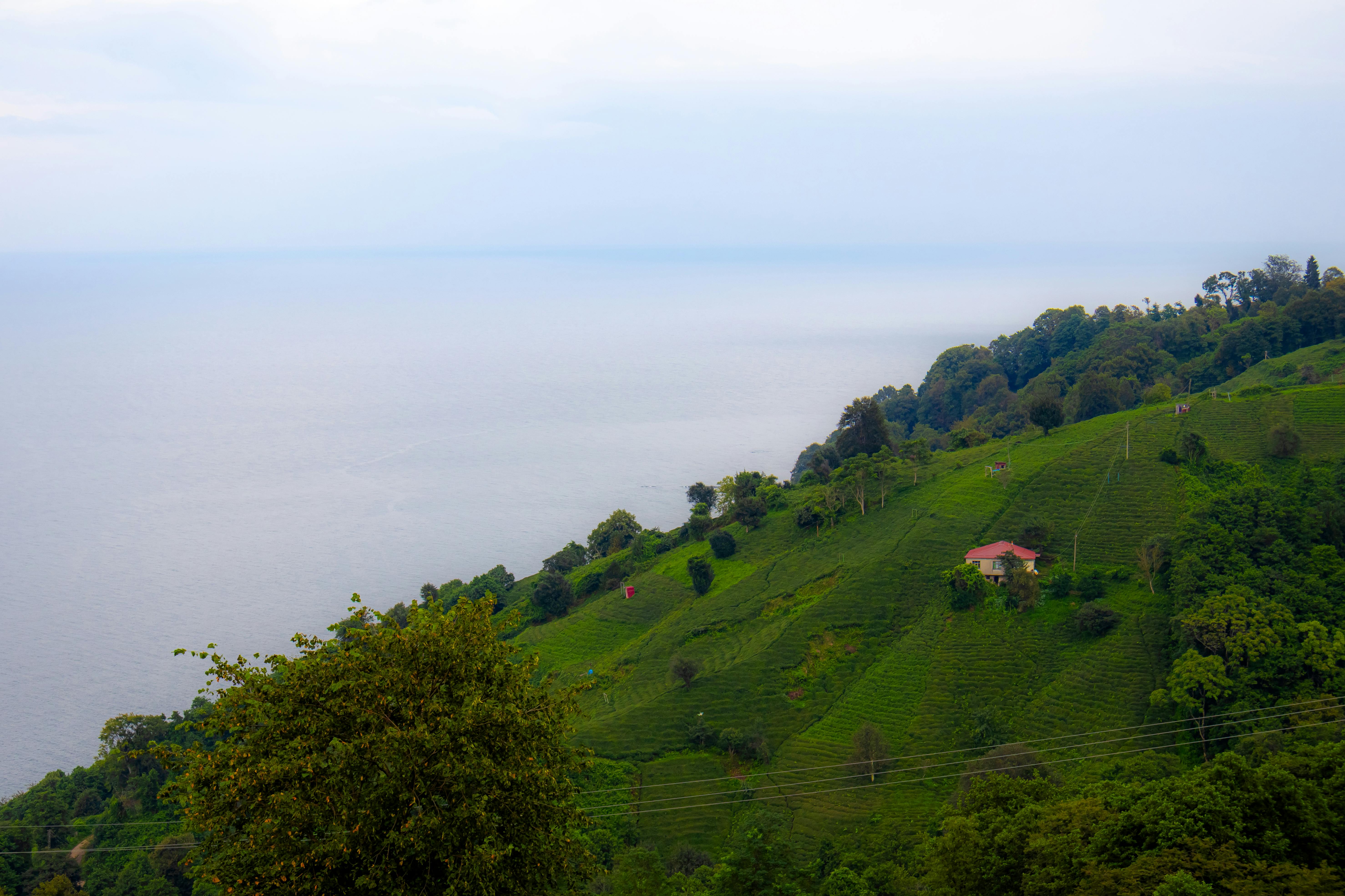 Rize