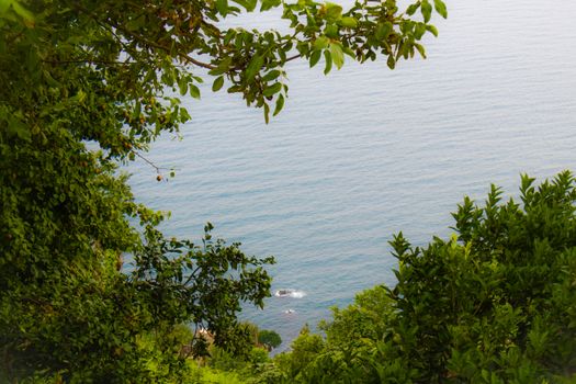 Dense green foliage frames a serene view of the Black Sea in Rize, Türkiye, showcasing natural beauty and tranquility.