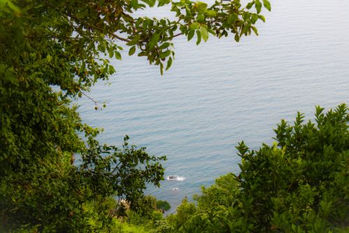 Free Dense green foliage frames a serene view of the Black Sea in Rize, Türkiye, showcasing natural beauty and tranquility. Stock Photo