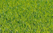 春天特写中，郁郁葱葱的绿色草地充满活力，捕捉到大自然的美丽