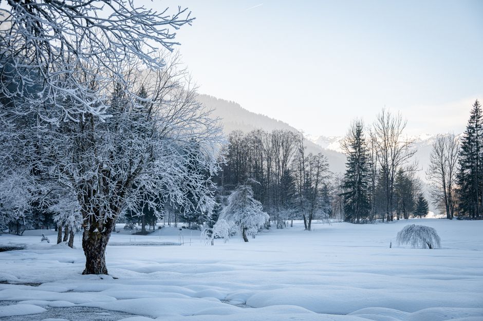 Stunning snowy forest scene in Le Grand-Bornand, France during winter.