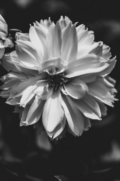 Free une rose en noire est blanc  Stock Photo